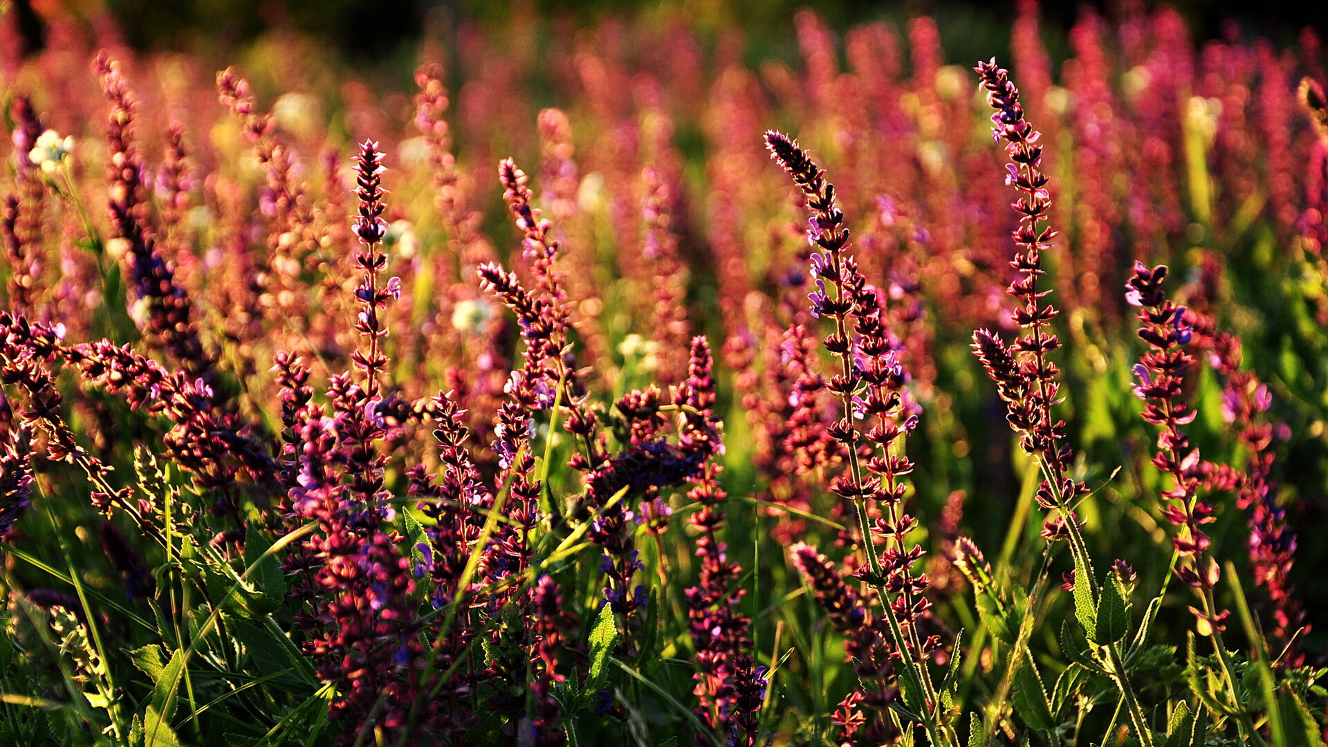 尤文爆冷突尼斯，孔德东决接管比赛，体育世界中的逆袭与领袖之光